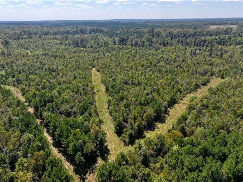 206 Acres in Attala County, MS : Kosciusko : Attala County : Mississippi
