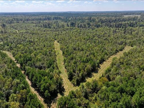 206 Acres in Attala County, MS : Kosciusko : Attala County : Mississippi