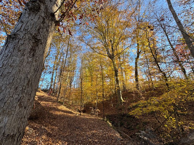 20.92 Acres, Germany's Ferry Road : Daviston : Tallapoosa County : Alabama