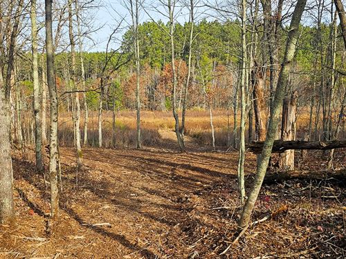 5 Acres Near Webster State Land : Webster : Burnett County : Wisconsin