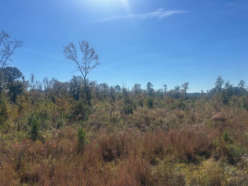 JD Williams Tract : Cadwell : Laurens County : Georgia