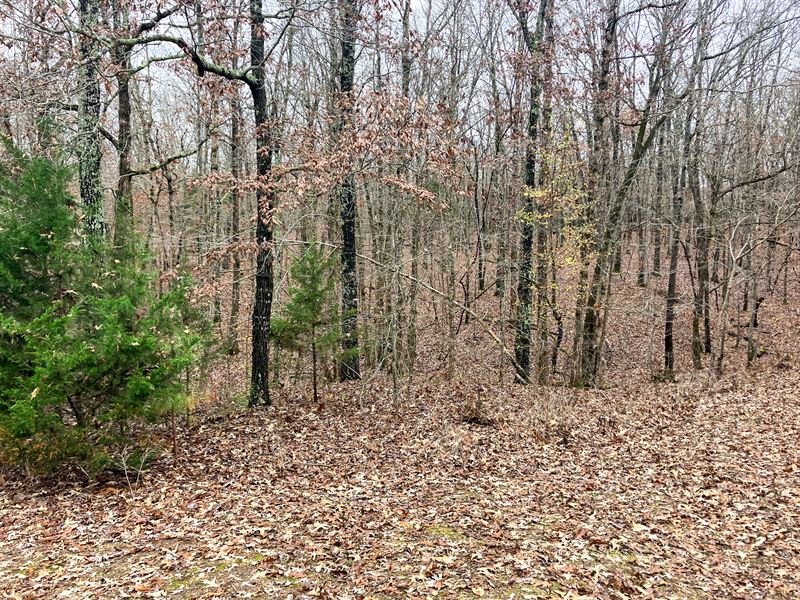 Wooded Land for Sale in Missouri : Tecumseh : Ozark County : Missouri