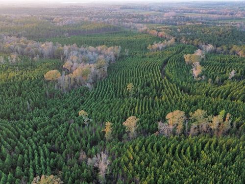 104 Acres Pittsview, AL : Pittsview : Russell County : Alabama