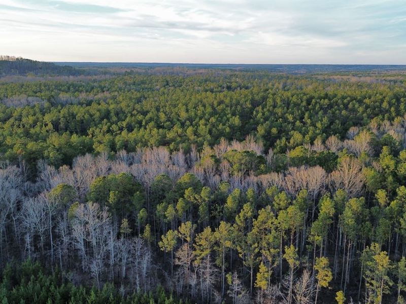21 Acres Lee County, AL : Salem : Lee County : Alabama