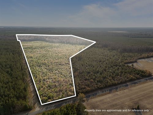 52 Acre Timber Investment Tract : Aurora : Beaufort County : North Carolina