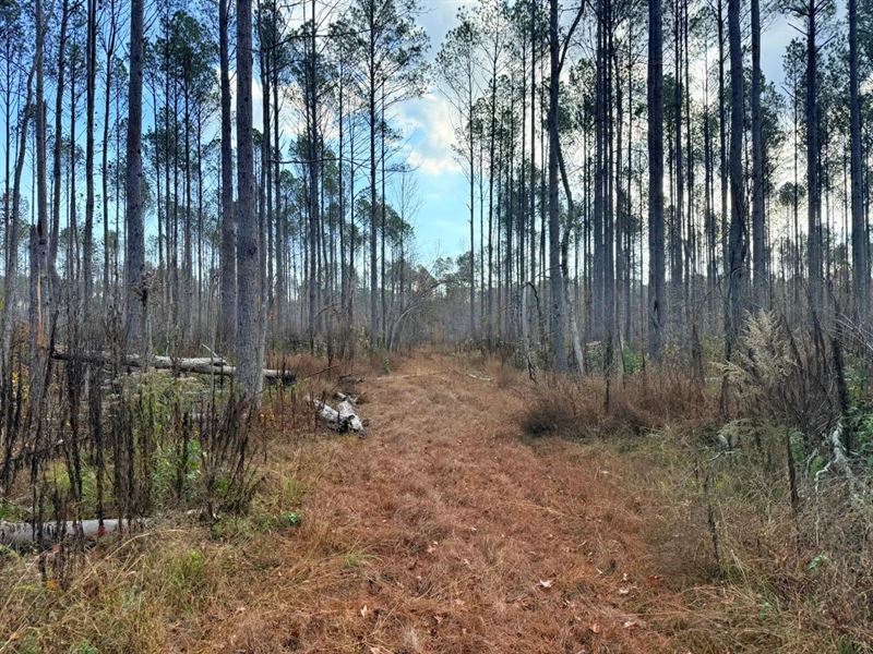 80 Acres in Pontotoc County, MS $26 : Pontotoc : Pontotoc County : Mississippi