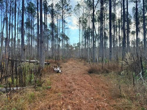 80 Acres in Pontotoc County, MS $26 : Pontotoc : Mississippi