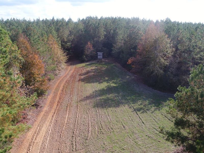160 Acres Butler Co : Greenville : Butler County : Alabama