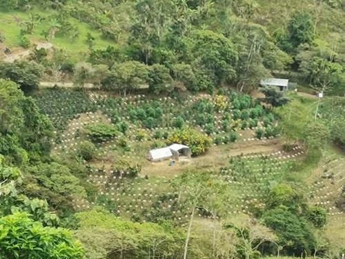 Beautiful Coffee and Cow Farm : Costa Rica