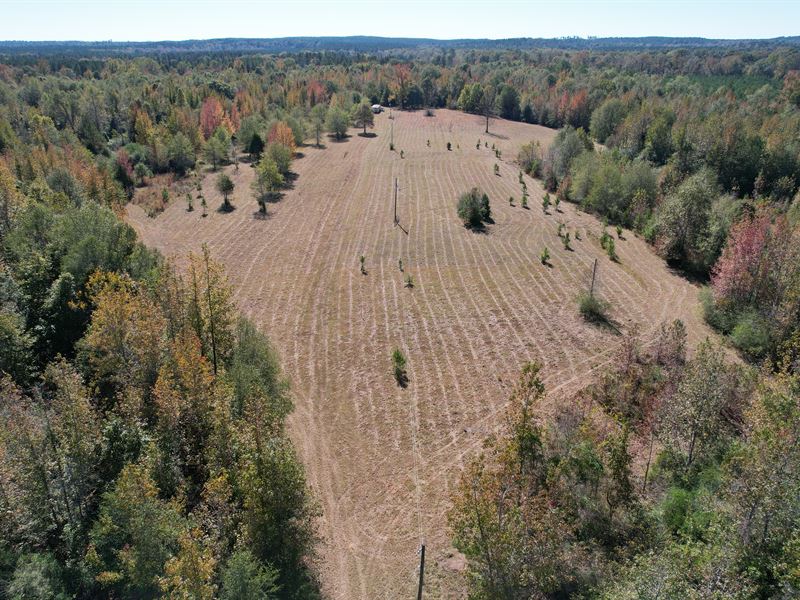 Ward Cr 10 Tract, 110 Acres : Ward : Sumter County : Alabama