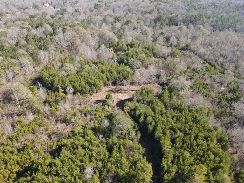 Reduced, 20 Acres in Talladega : Eastaboga : Talladega County : Alabama