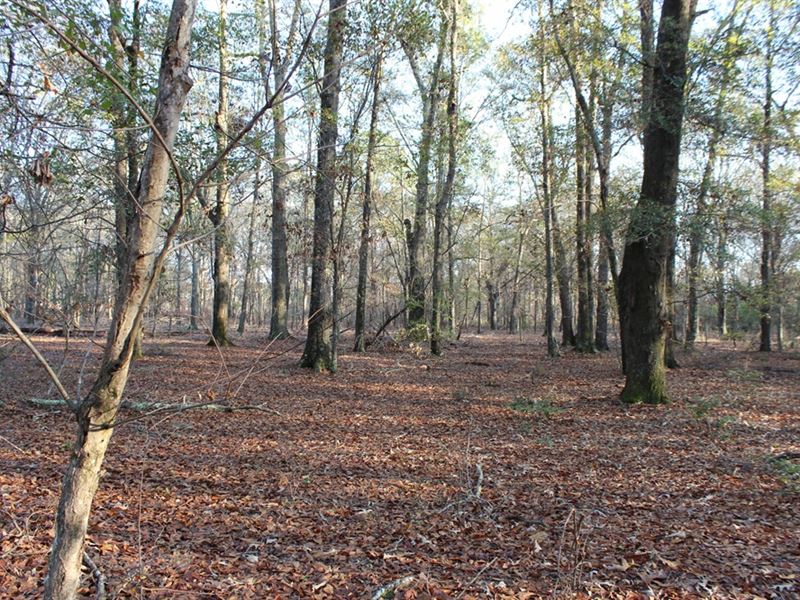 Large Acreage Homestead : Dublin : Laurens County : Georgia