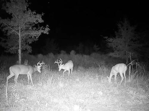 Tensas Parish Land Near Lake St Jo : Waterproof : Tensas Parish : Louisiana