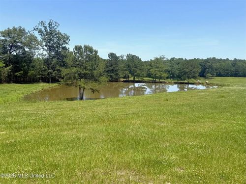 Rolling Hills Pastureland And Woode : McComb : Pike County : Mississippi