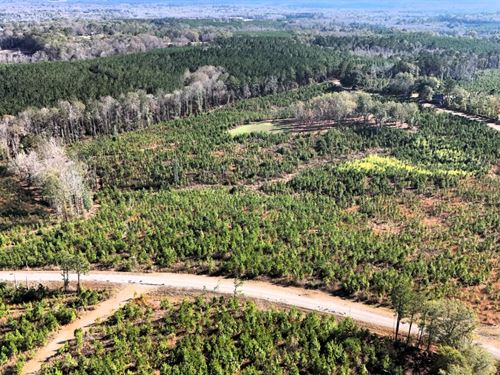 29.17 Acres in Bullock County, AL : Banks : Bullock County : Alabama