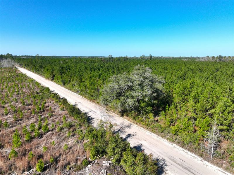 35 Ac Land for Sale Chaney Road : White Oak : Camden County : Georgia