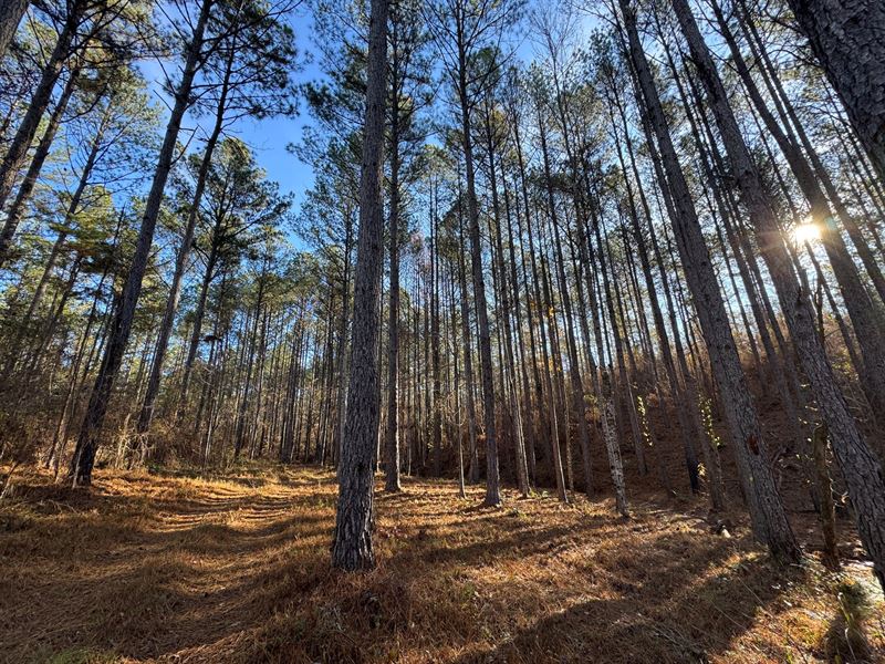 39 Acres in Lee County, AL : Camp Hill : Lee County : Alabama
