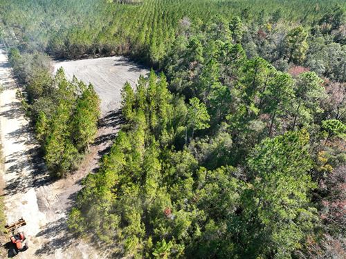 228 Acres Land For Sale in Brant : Hortense : Brantley County : Georgia