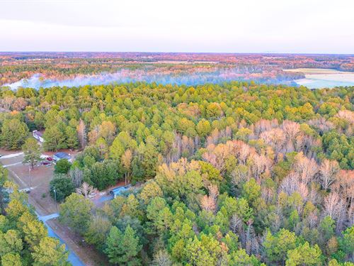 25.45 Wooded Acres with Utilities : Norway : Orangeburg County : South Carolina