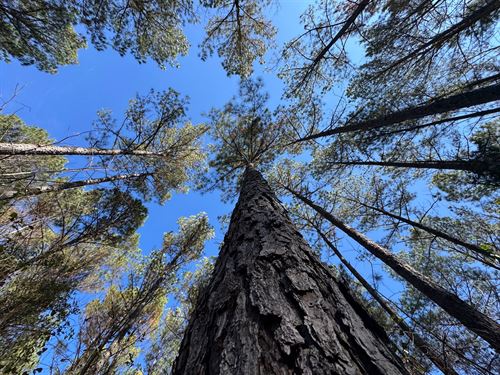 120 Acre Pine Plantation : Lafayette : Chambers County : Alabama