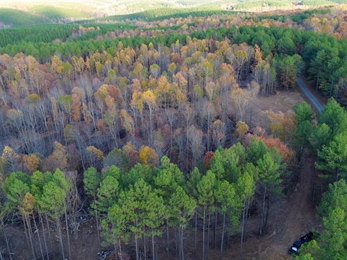 Sassafrass Hill : Hohenwald : Perry County : Tennessee