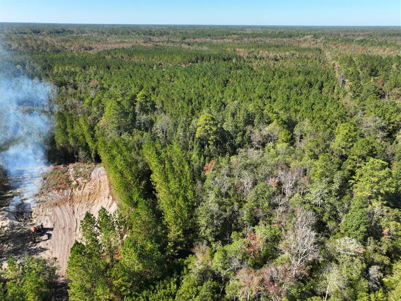 125 Acres Land for Sale in Brant : Hortense : Brantley County : Georgia