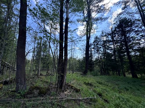 Wooded Five Acres Near Camden : Camden : Oneida County : New York