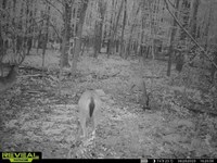 591.1 Acres With a Barndominium : Clifton : Hardin County : Tennessee