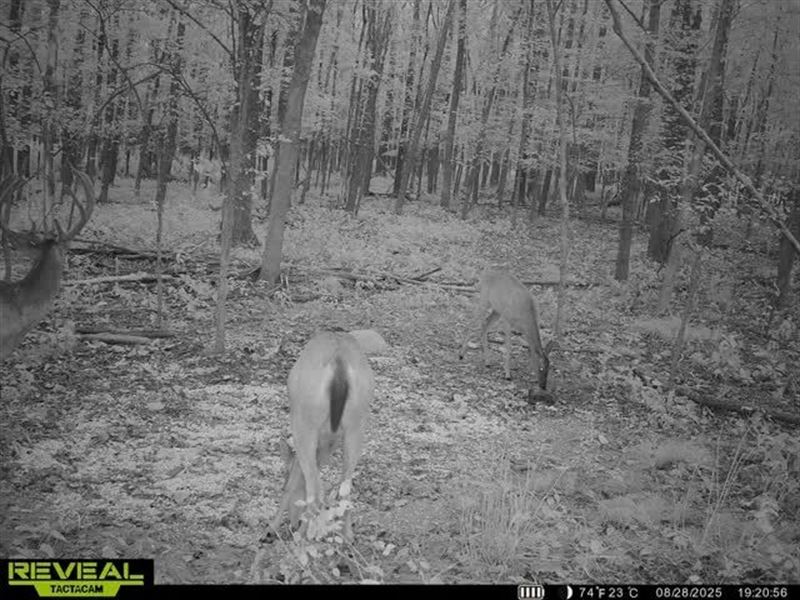 591.1 Acres with a Barndominium : Clifton : Hardin County : Tennessee