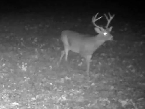 41.74 Acres in Yalobusha County, MS : Coffeeville : Yalobusha County : Mississippi