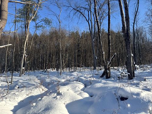 Curtiss Woods with Building Site : Camden : Oneida County : New York