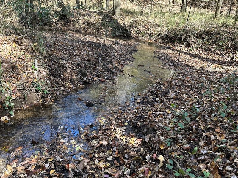 80 Acres Off Hwy 51 : Clio : Barbour County : Alabama