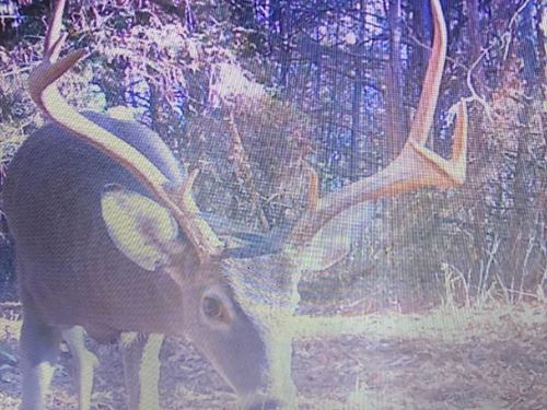 84.5 Acres in Lafayette County, MS : Abbeville : Lafayette County : Mississippi