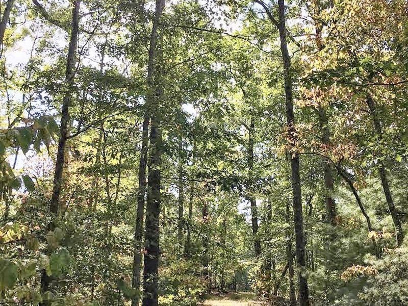 Donley Road Hunter-Investor Bargain : Murphy : Cherokee County : North Carolina
