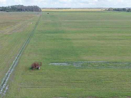 3,862 Acre Sod Operation : Kenansville : Osceola County : Florida