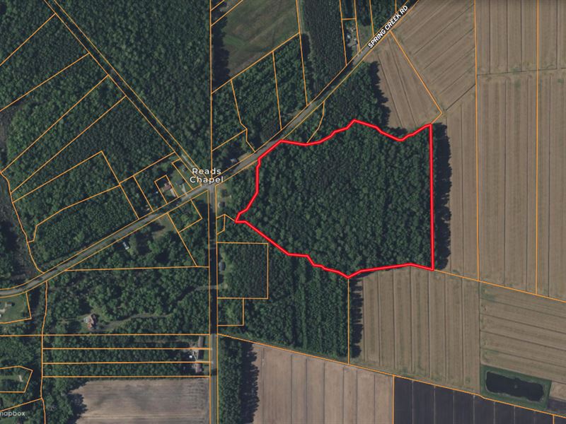 30 Acres of Timberland for Sale : Aurora : Beaufort County : North Carolina