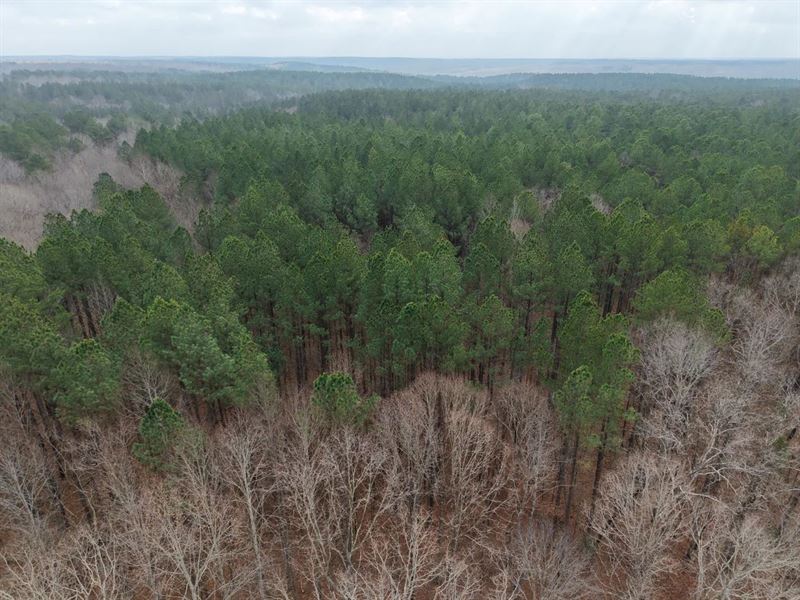 46 Acres in Benton County, TN : Holladay : Benton County : Tennessee