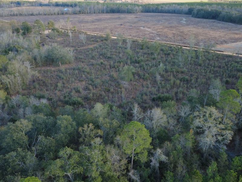 20 Acres on Fishing Creek : Mershon : Pierce County : Georgia