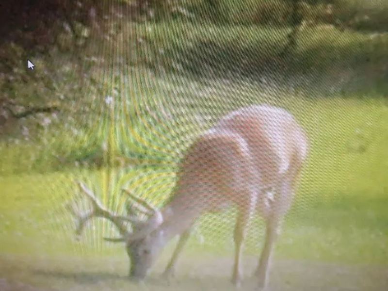 A Home on 138 Acres in Grenada Coun : Gore Springs : Grenada County : Mississippi