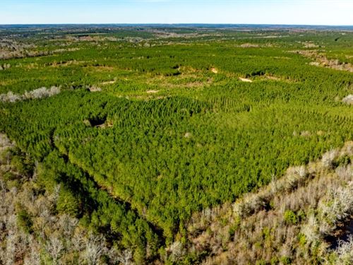 Payne Bottom Timberland : Ideal : Macon County : Georgia