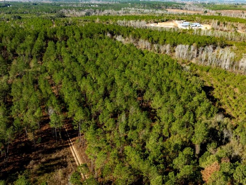 Buck Creek Timber : Glenwood : Laurens County : Georgia