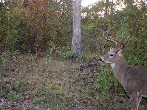 Private, Land for Sale with Cabin : Hartshorn : Texas County : Missouri