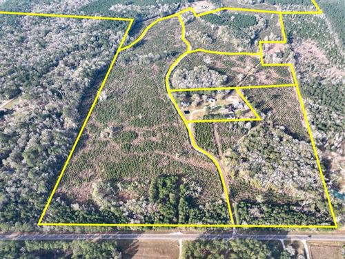31 Acres, T-3, Tall Cotton Rd, 0 : Saratoga : Hardin County : Texas