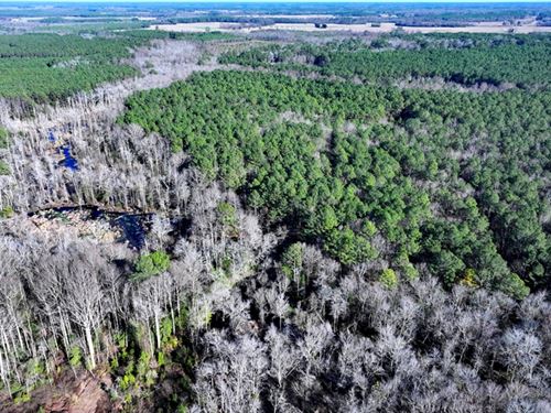 Spacious Timber & Hunting Tract : Fairmont : Robeson County : North Carolina