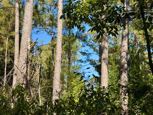 Hills Creek Furman Black Belt : Furman : Dallas County : Alabama