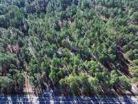 Lot 7 Secluded Wooded Lot : Fairmont : Robeson County : North Carolina