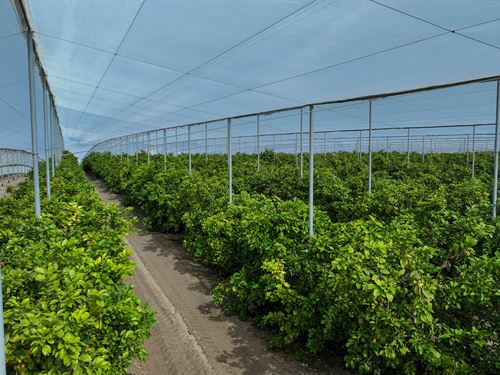 Florida Rubies Ag Invt Property : Bartow : Polk County : Florida