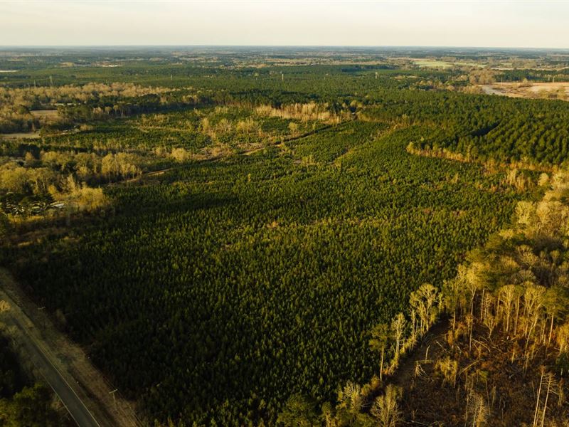 59 Acres in Lincoln County, MS : Bogue Chitto : Lincoln County : Mississippi