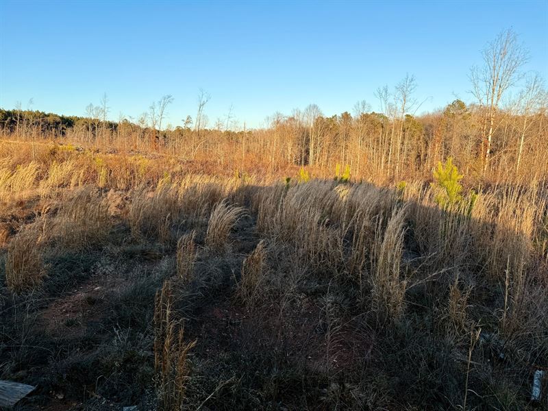 Kettle Creek Ridge, 244 Acres, WI : Rayle : Wilkes County : Georgia