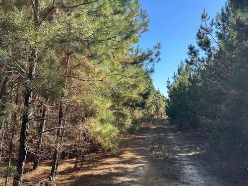 373 Acres CR 8 Barbour County : Clio : Barbour County : Alabama